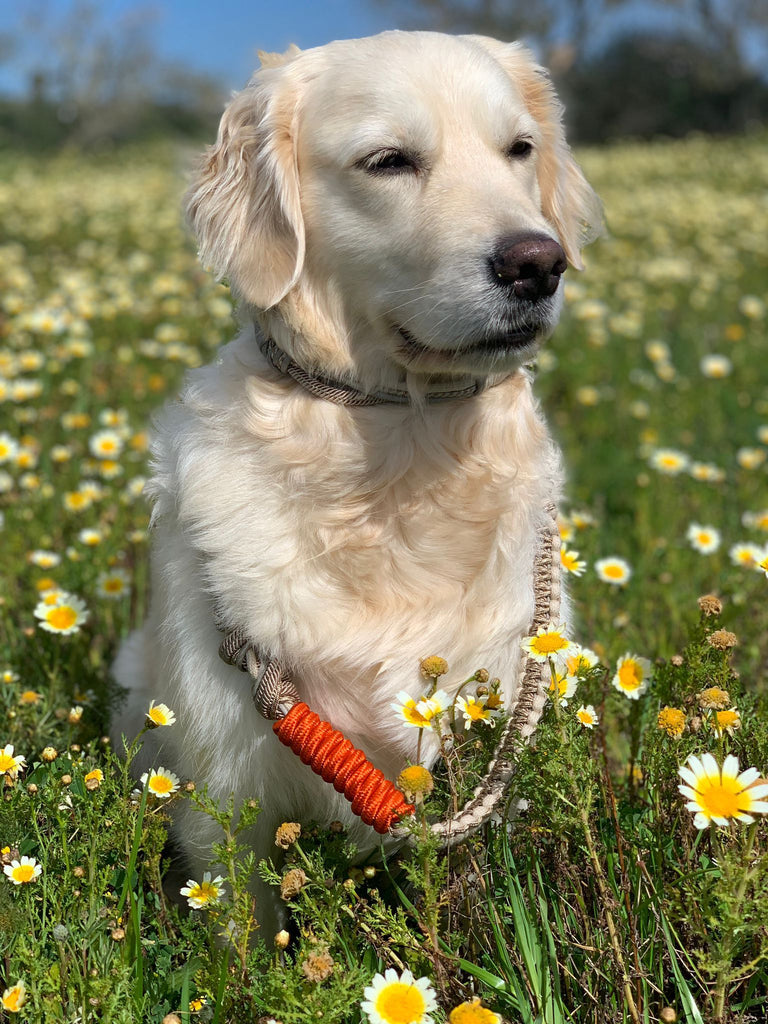 HUNDELEINE - Barcelona DOG leash taupe/orange - braided nylon & cotton - TIEFENBACHER LEHMANN